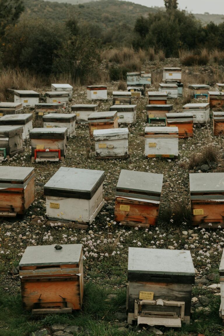 A tranquil scene of numerous beehives in a field surrounded by flowers near Istanbul, Turkey.