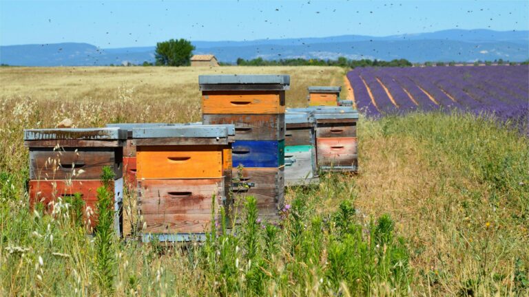 Colorful wooden beehives in a picturesque lavender field, ideal for beekeeping visuals.